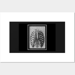 Black and White Skeleton Rib Cage Posters and Art